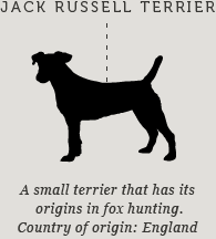 Jack Russell Terrier