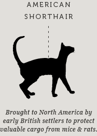 American Shorthair